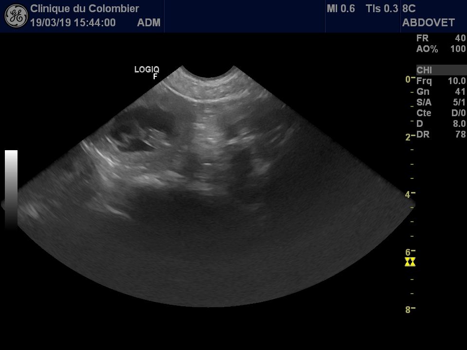 des chemins du bout du monde - GESTATION CONFIRMEE POUR NACRE