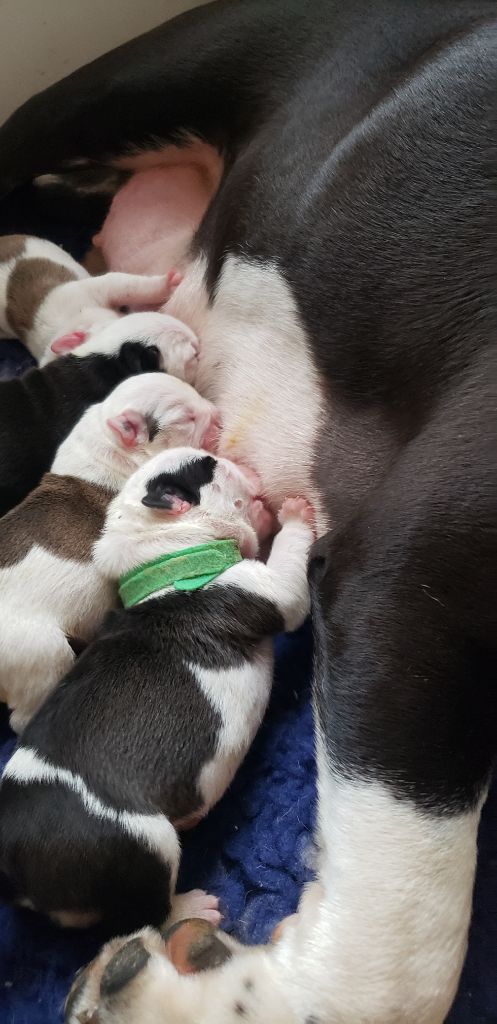 des chemins du bout du monde - NAISSANCE DE 4 MERVEILLES...4 MALES COPIE DE PAPA HAMLET