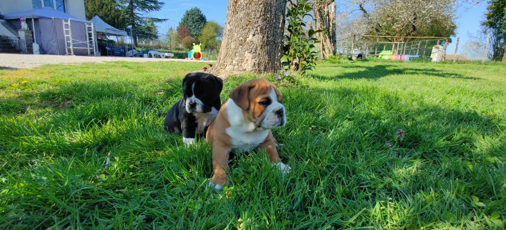 des chemins du bout du monde - PLUS DE CHIOTS DISPOS