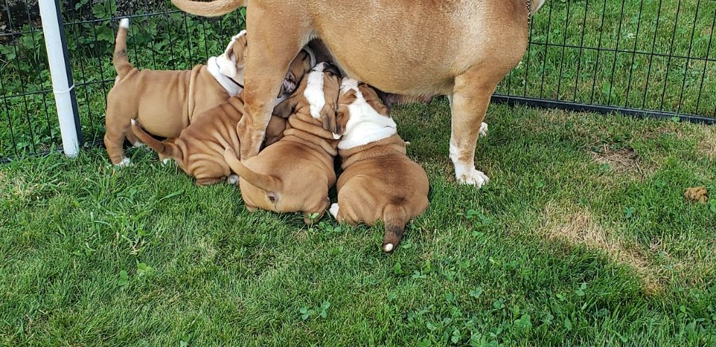 des chemins du bout du monde - plus de chiots dispo sur la portée de duchesse et hamlet