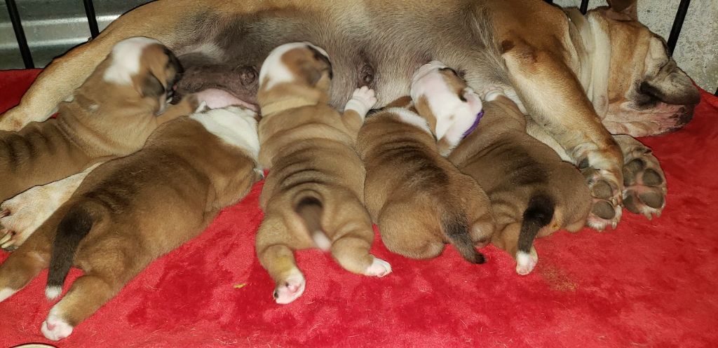 des chemins du bout du monde - des chiots bulldog sont à réserver...a 3 semaines c est divin !