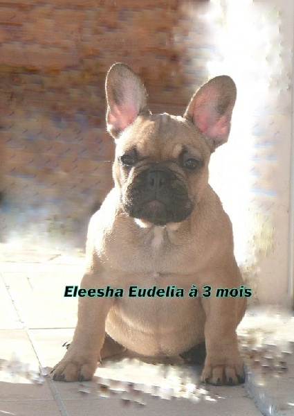 Eleesha(retraitée)chienne plaçée du domaine des vents d'ouest