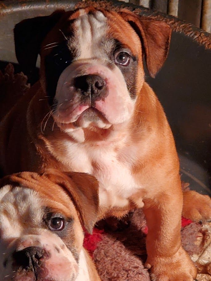 des chemins du bout du monde - Chiot disponible  - Bulldog continental