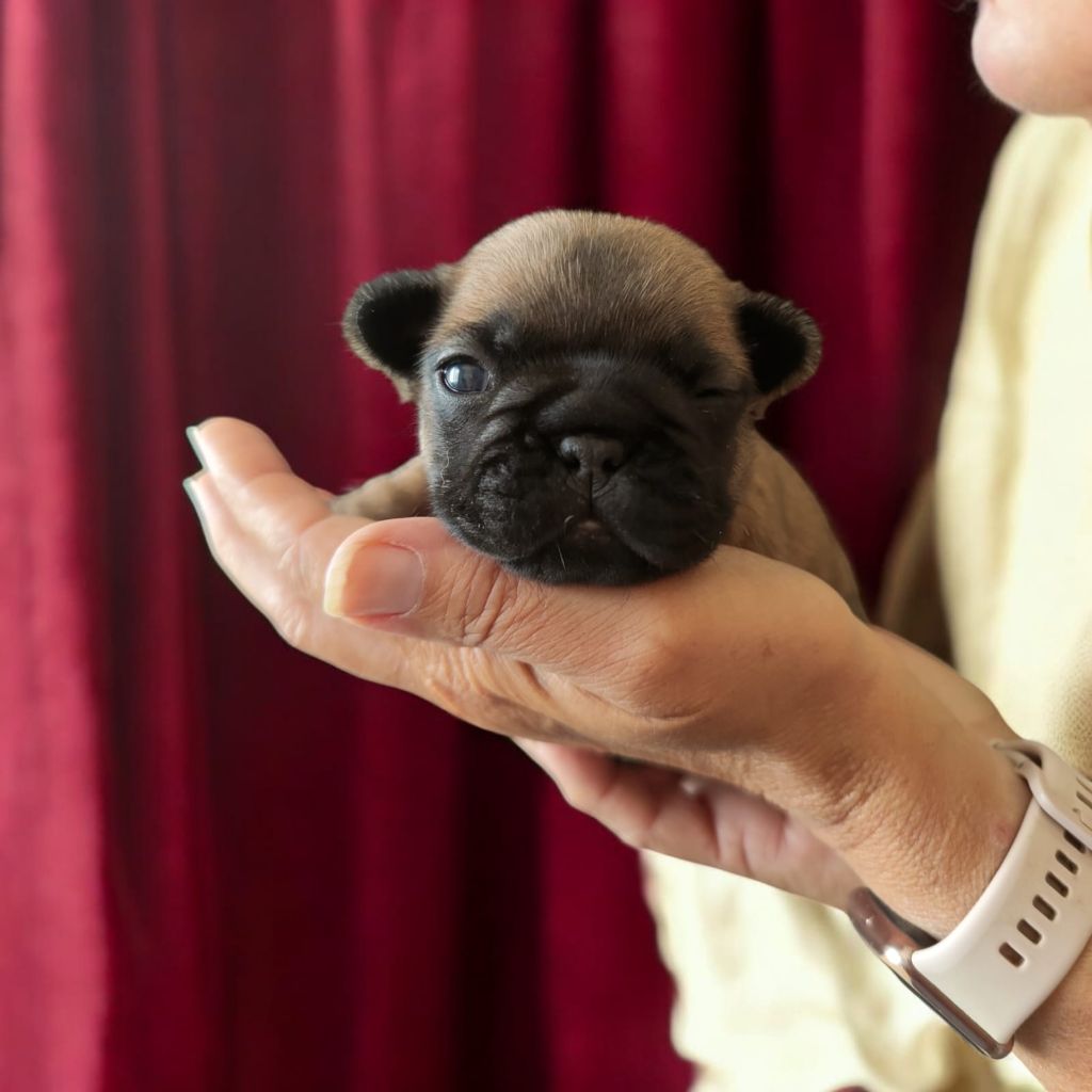 des chemins du bout du monde - Chiot disponible  - Bouledogue français