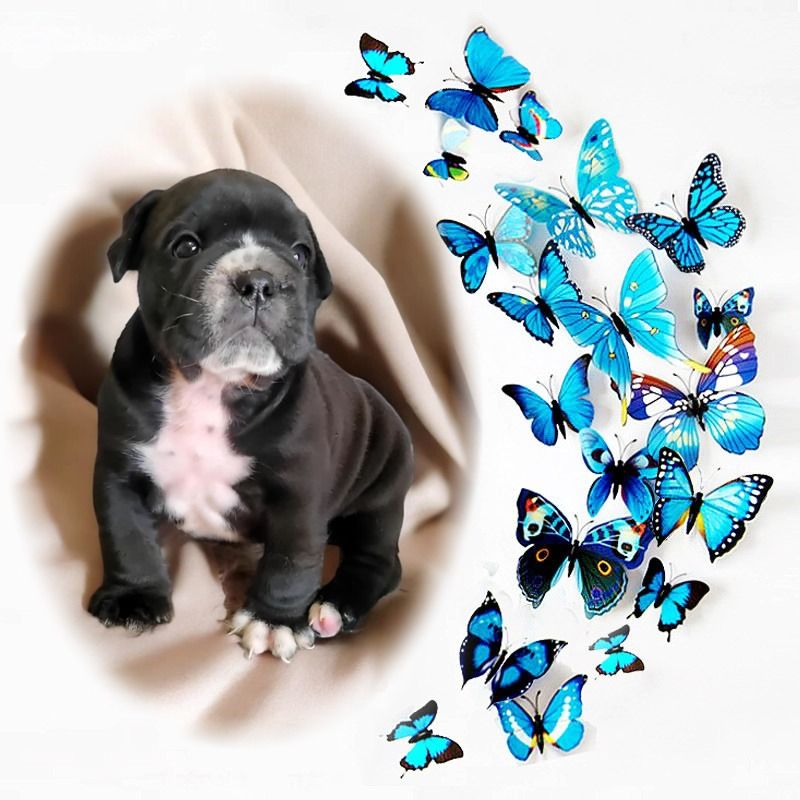 des chemins du bout du monde - Chiot disponible  - Bulldog continental