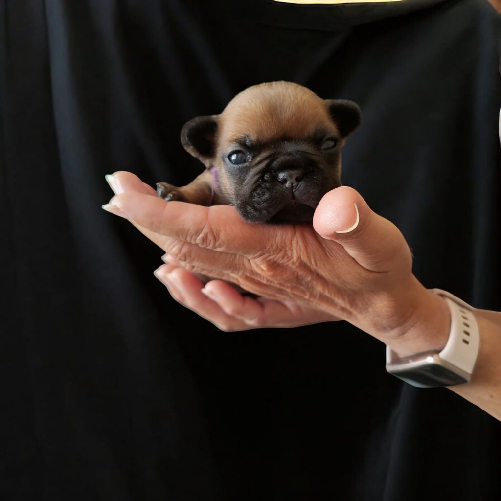 des chemins du bout du monde - Chiot disponible  - Bouledogue français