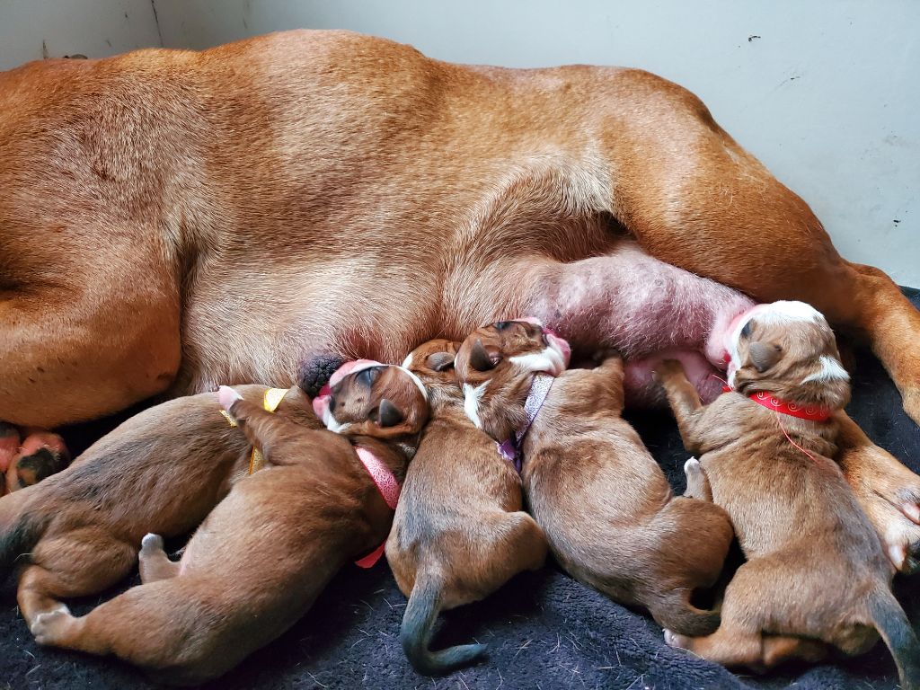 chiot Bulldog continental des chemins du bout du monde