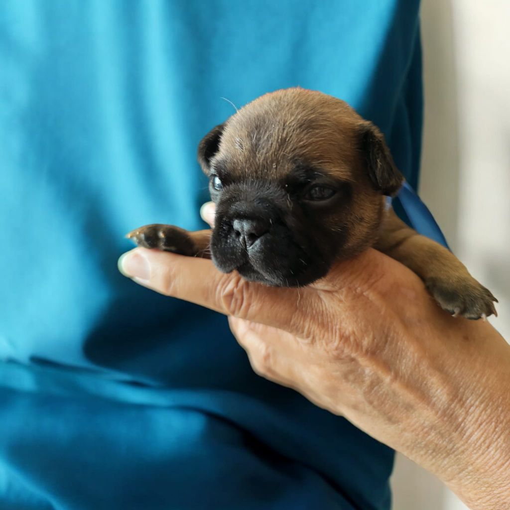 des chemins du bout du monde - Chiot disponible  - Bouledogue français