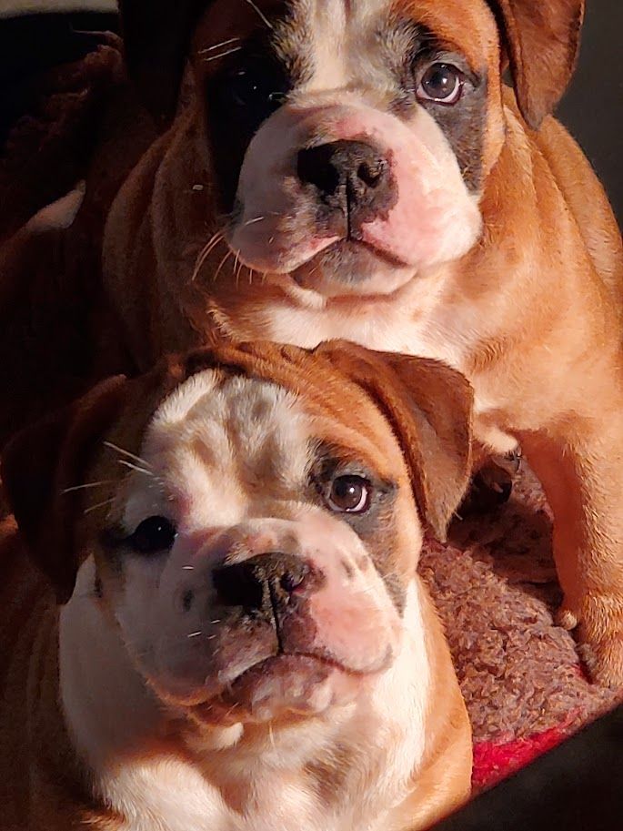 des chemins du bout du monde - Chiot disponible  - Bulldog continental