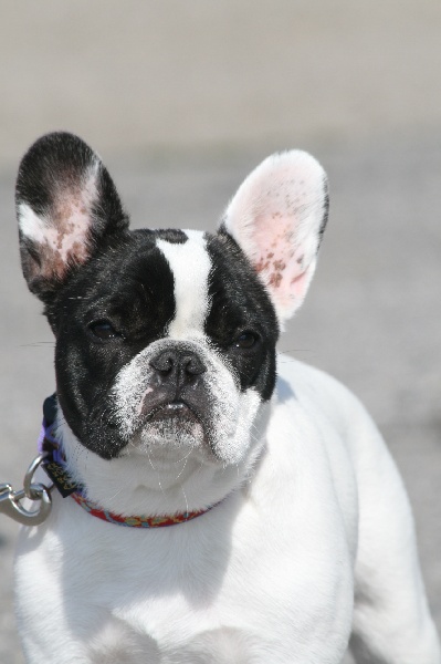 Heidi des chemins du bout du monde