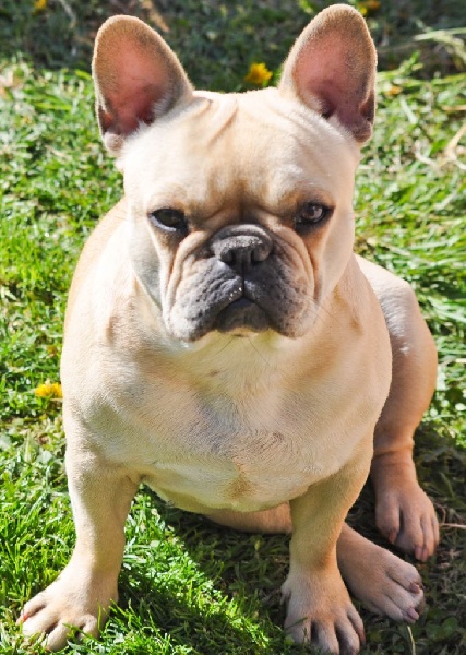 Hysis des chemins du bout du monde