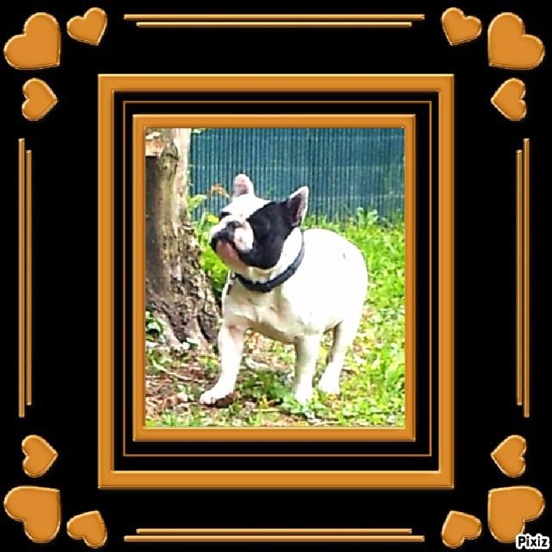 CH. Hotone duc De la landerie