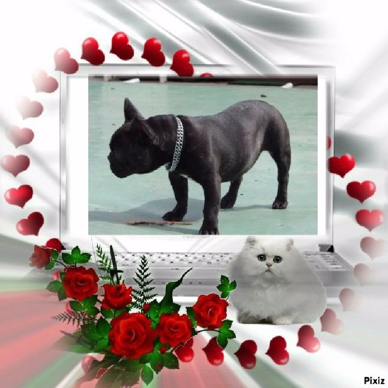 Hyona chienne placée a lyon des chemins du bout du monde