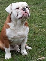 Pickwick Hamlet DCD en 2024 cancer