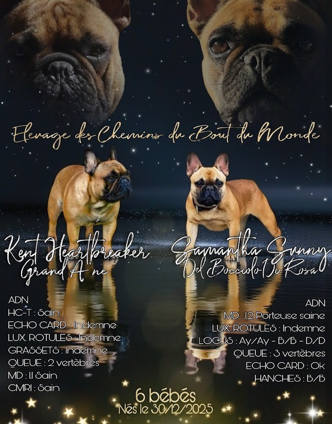 des chemins du bout du monde - NES LE 30/12/2025...6 MERVEILLES FAUVE ACAJOU TOUT EST DEJA RESERVE !! prochaine portée identique en 2027