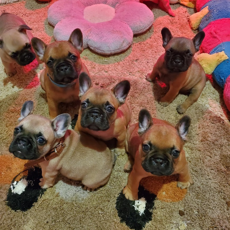 POUR CEUX QUI N ONT PAS SAISI LEUR CHANCE...C EST DIVIN ! mes chiots ont bien du NEZ !