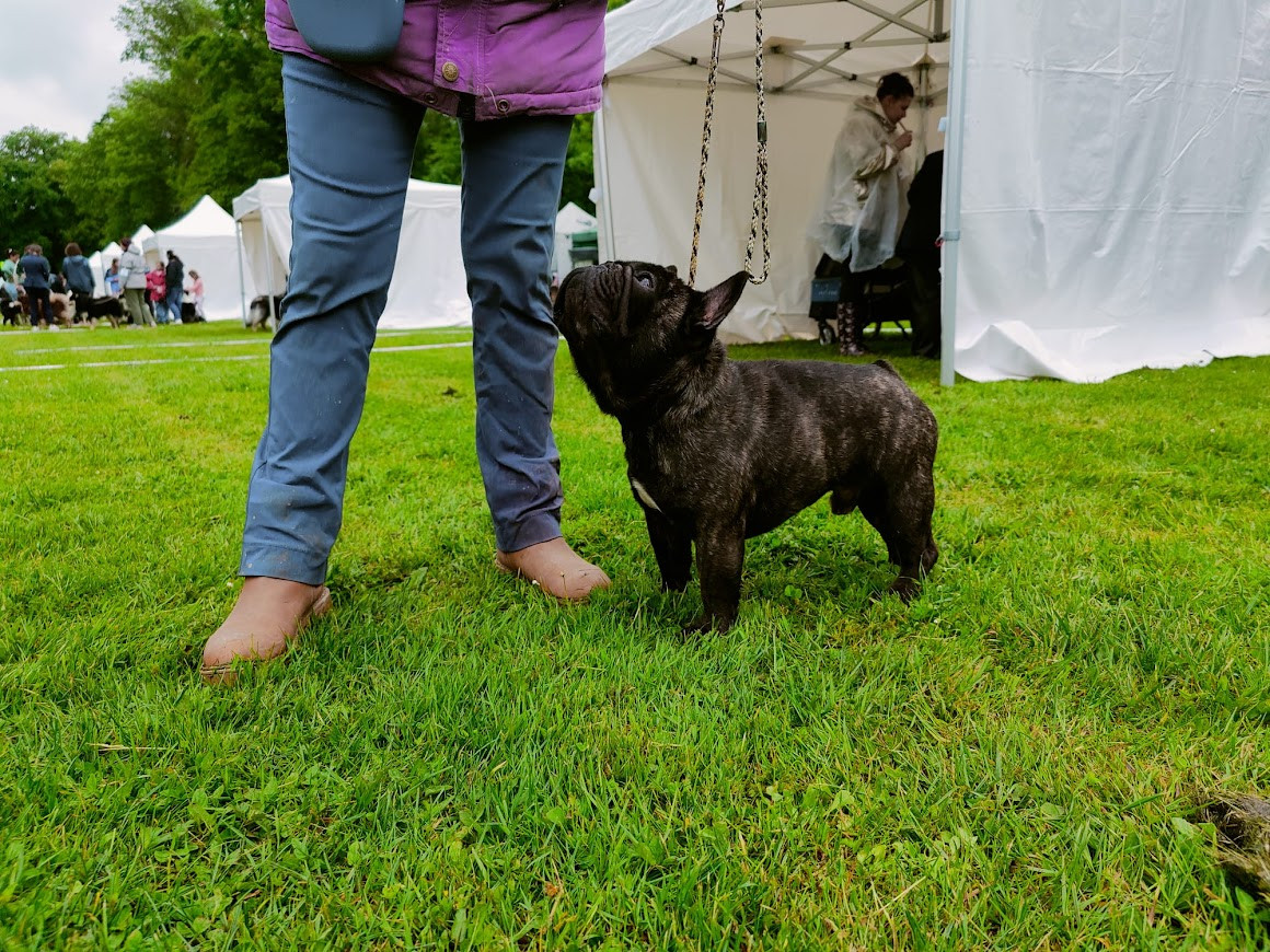 MA BEAUTE D'UHBERT FAIT 1ER EXCELLENT ET CACS AU CHATEAU LA LOYERE