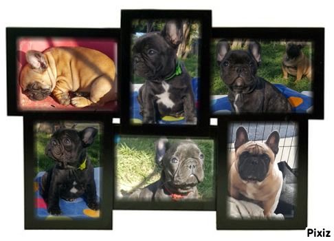 des chemins du bout du monde - RESTE ENCORE QUELQUES CHIOTS SUPERBES DISPOS