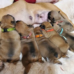 des chemins du bout du monde - Bouledogue français - Portée née le 30/12/2025