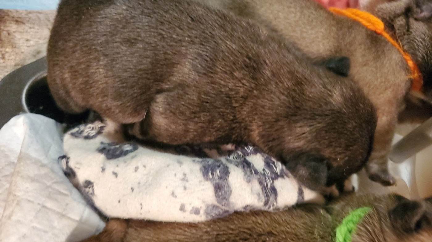 des chemins du bout du monde - Chiots disponibles - Bouledogue français