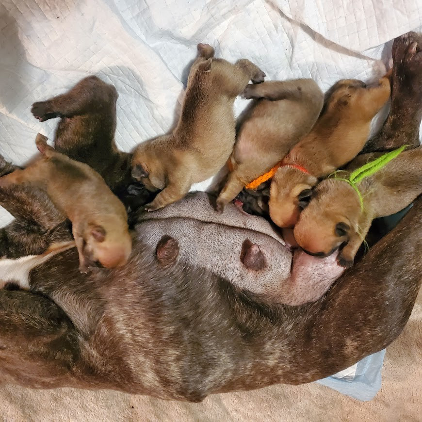 Chiot Bouledogue français des chemins du bout du monde