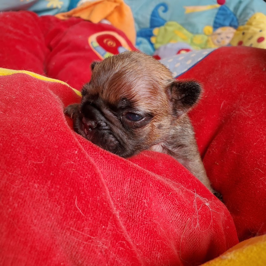 des chemins du bout du monde - Chiots disponibles - Bouledogue français