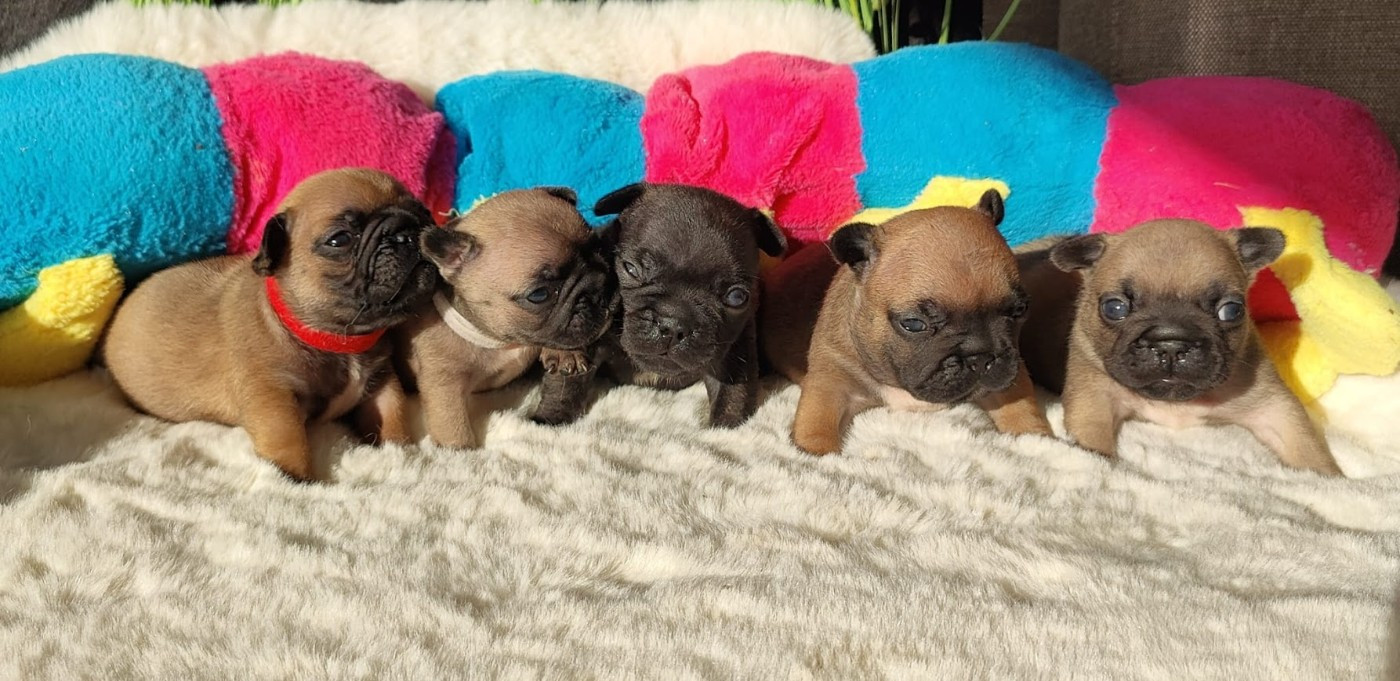 des chemins du bout du monde - Chiots disponibles - Bouledogue français
