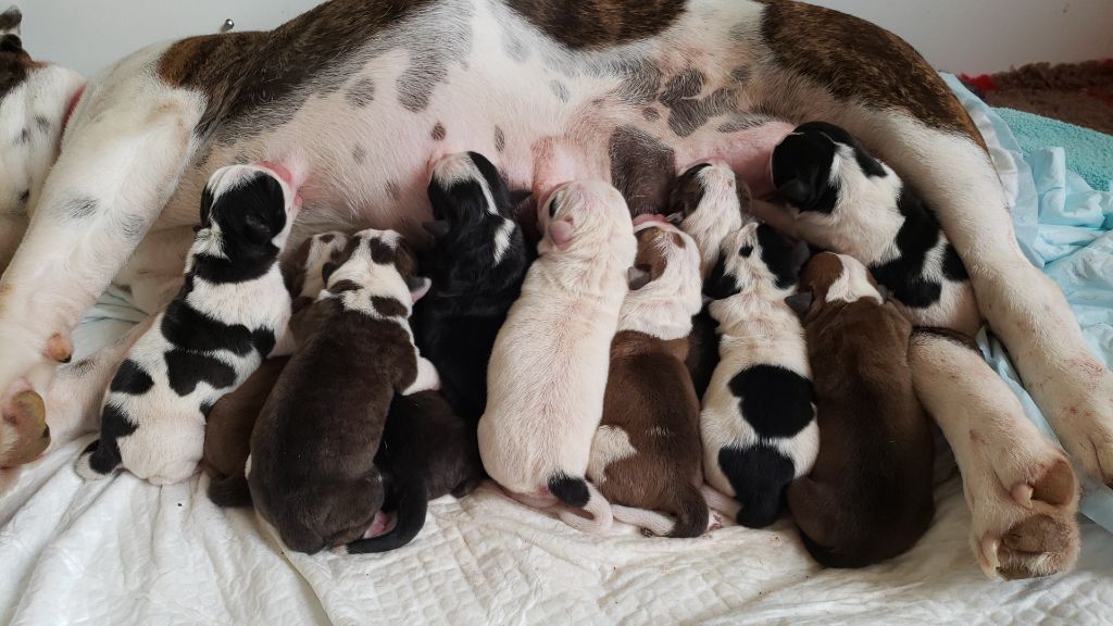 Chiot Bulldog continental des chemins du bout du monde